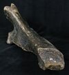 Woolly Rhinoceros Ulna Bone - Late Pleistocene #3443-4